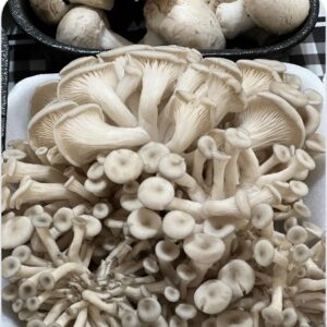 Cogumelo Shimeji - 200G